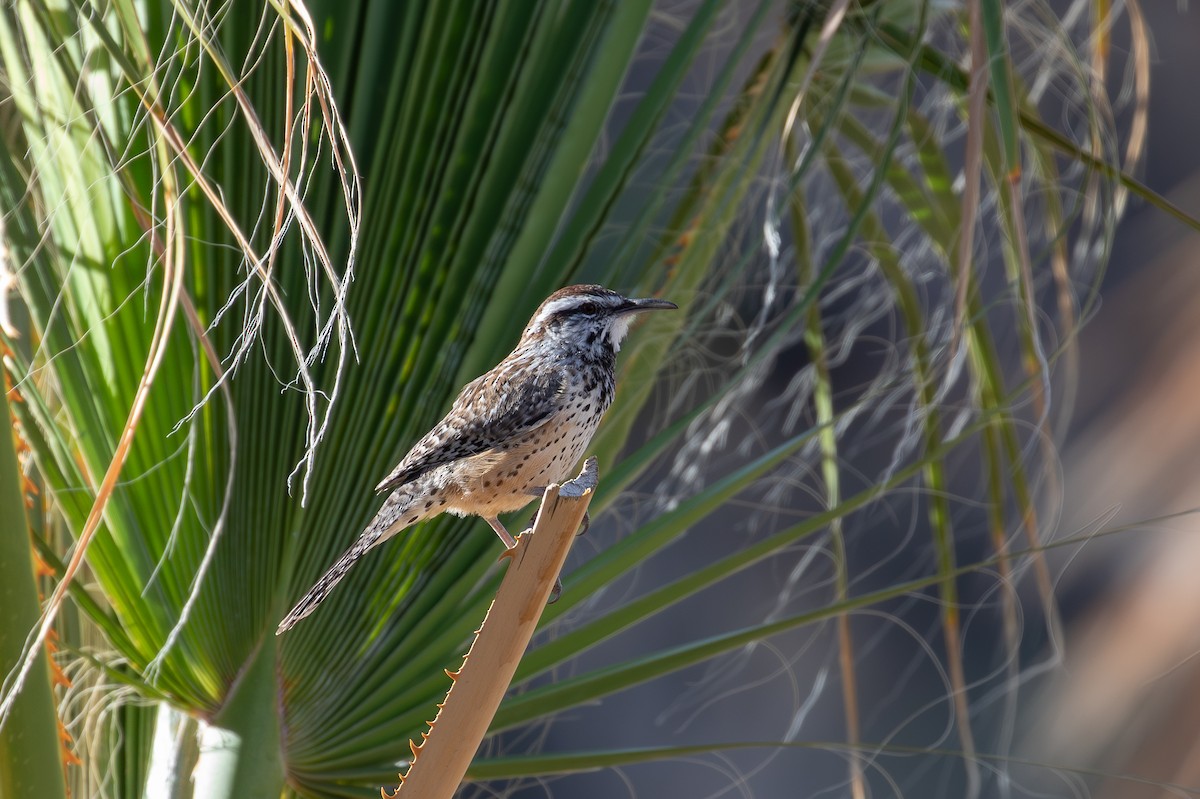 Troglodyte des cactus - ML647137323