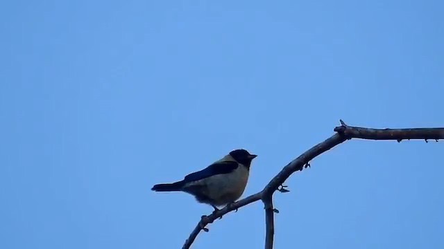 Black-headed Tanager - ML647137326