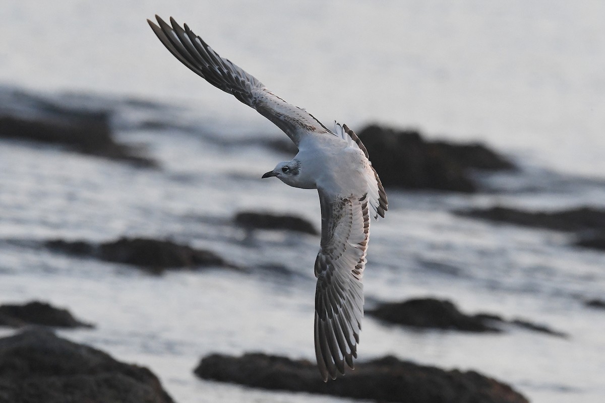 Mediterranean Gull - ML647137347