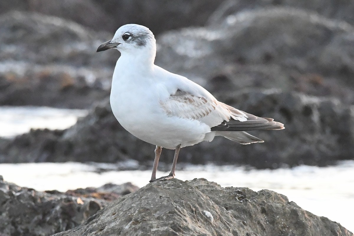 Mediterranean Gull - ML647137350