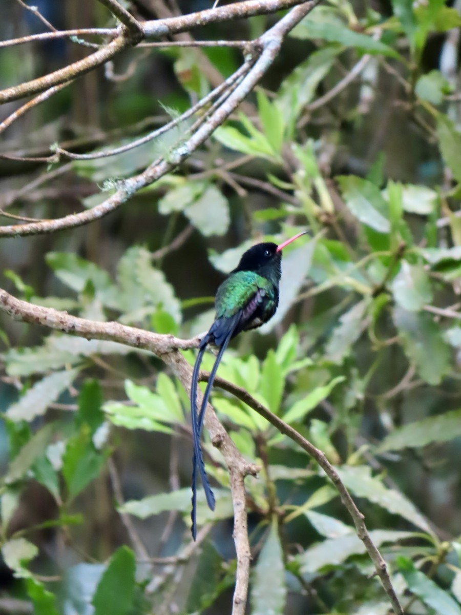 Red-billed Streamertail - ML647137353