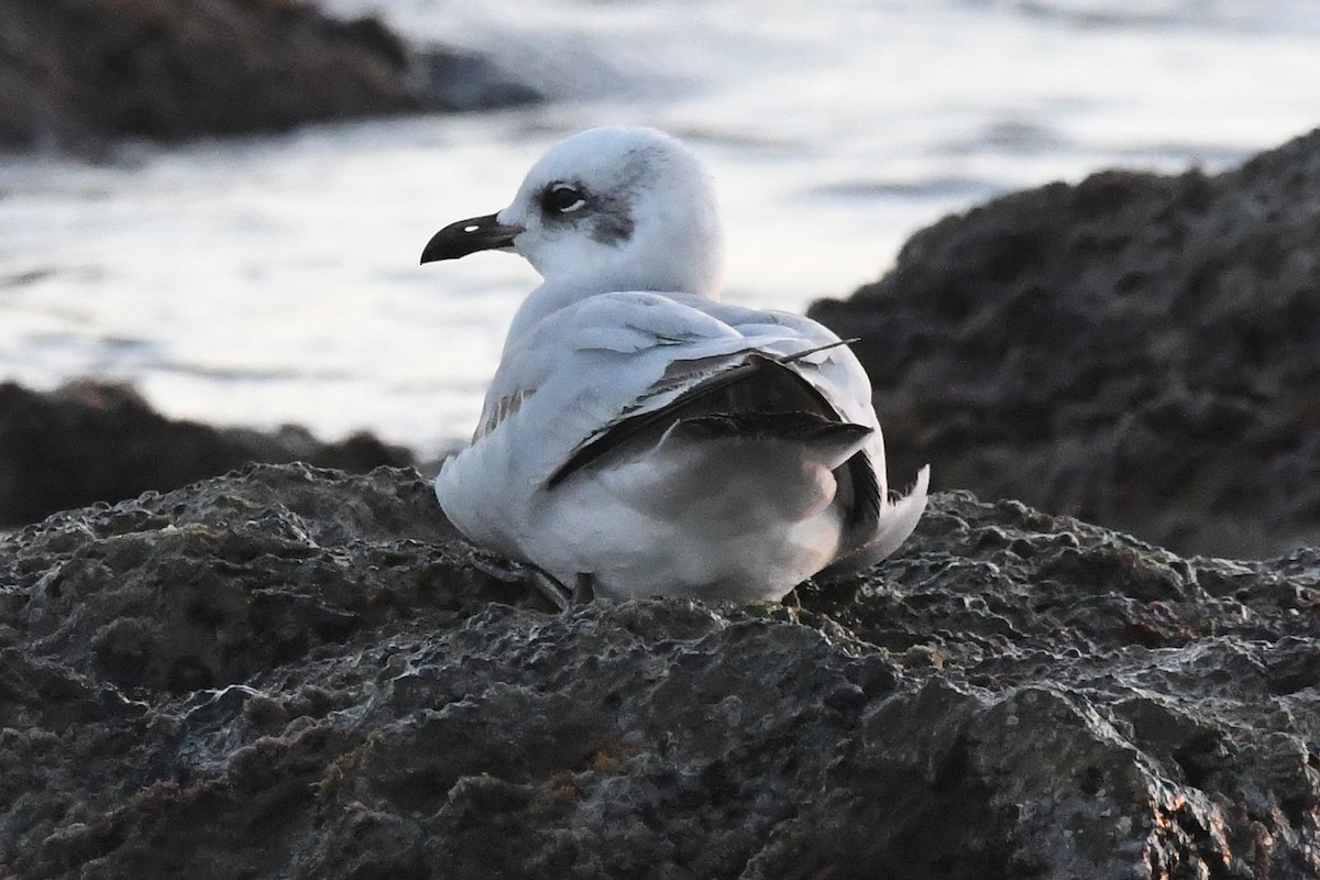 Mediterranean Gull - ML647137354