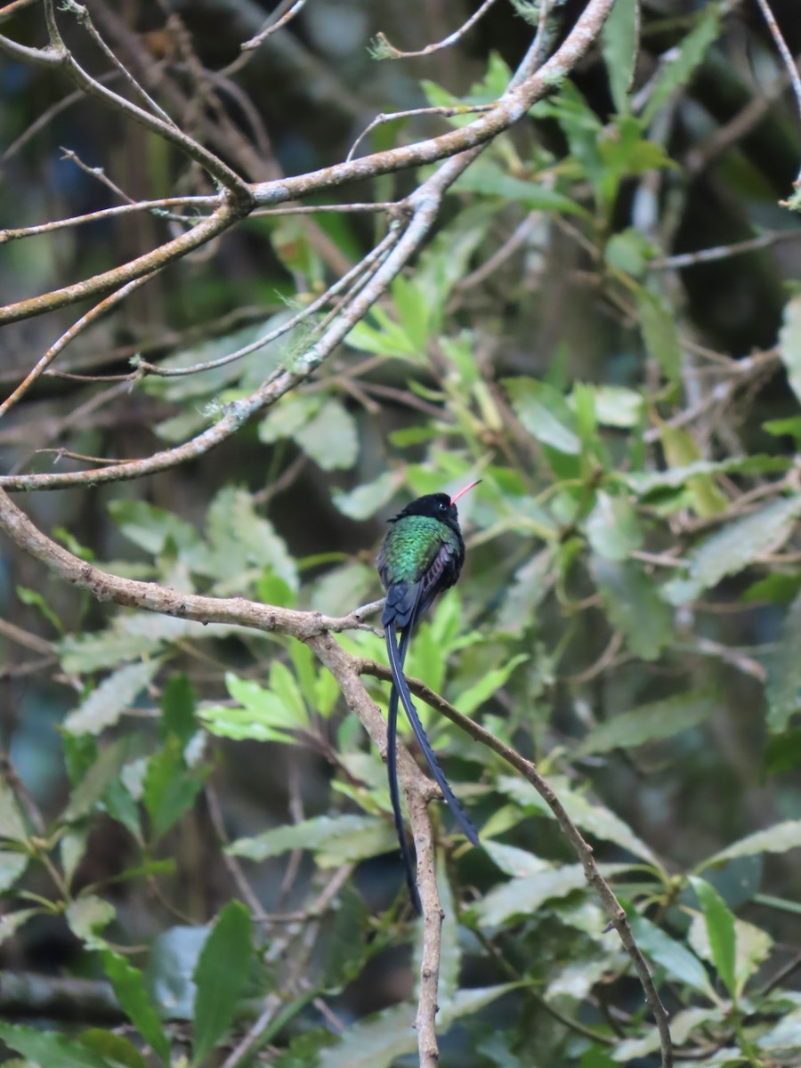 Red-billed Streamertail - ML647137355