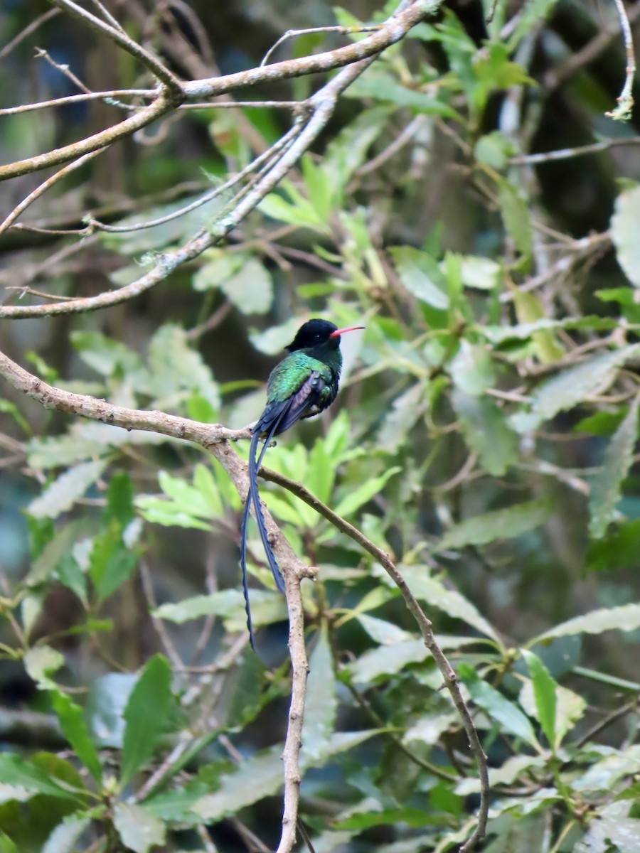 Red-billed Streamertail - ML647137356