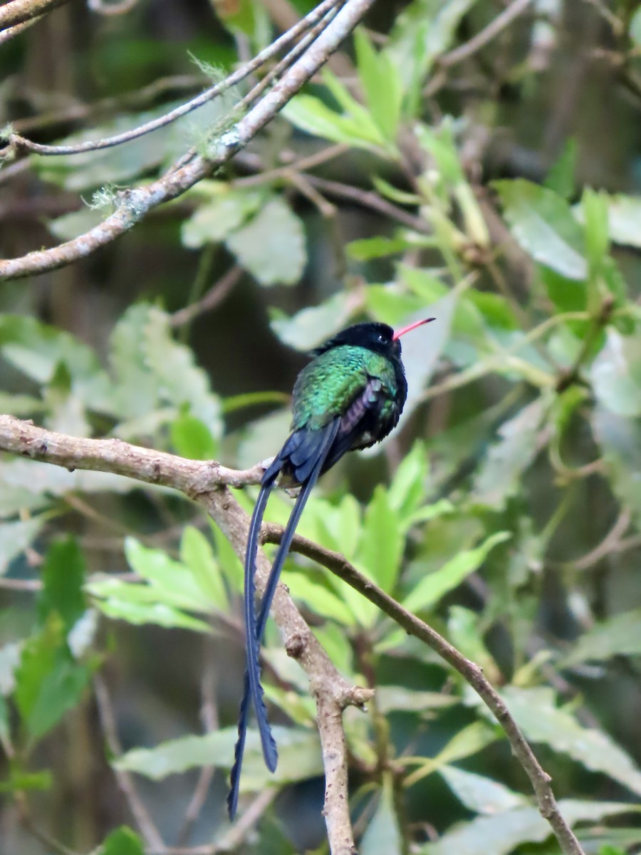 Red-billed Streamertail - ML647137357