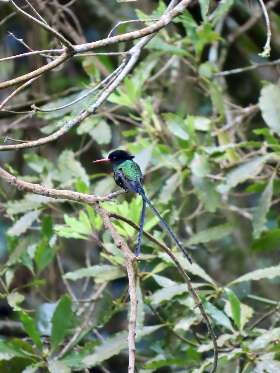 Red-billed Streamertail - ML647137359