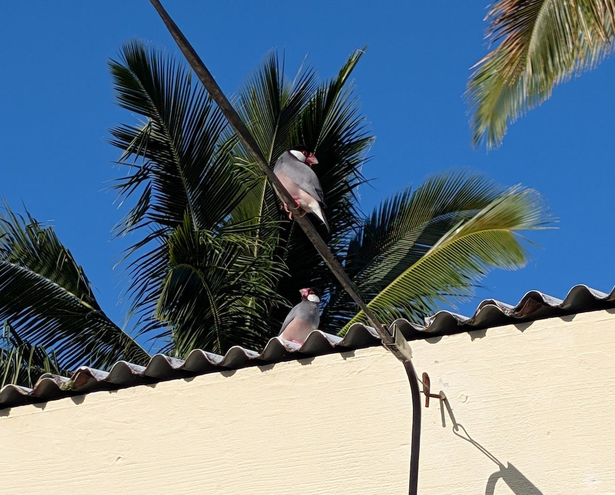 Java Sparrow - ML647137363