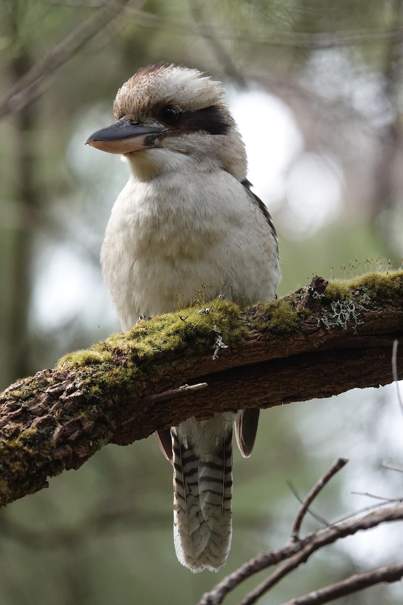 Laughing Kookaburra - ML647137369