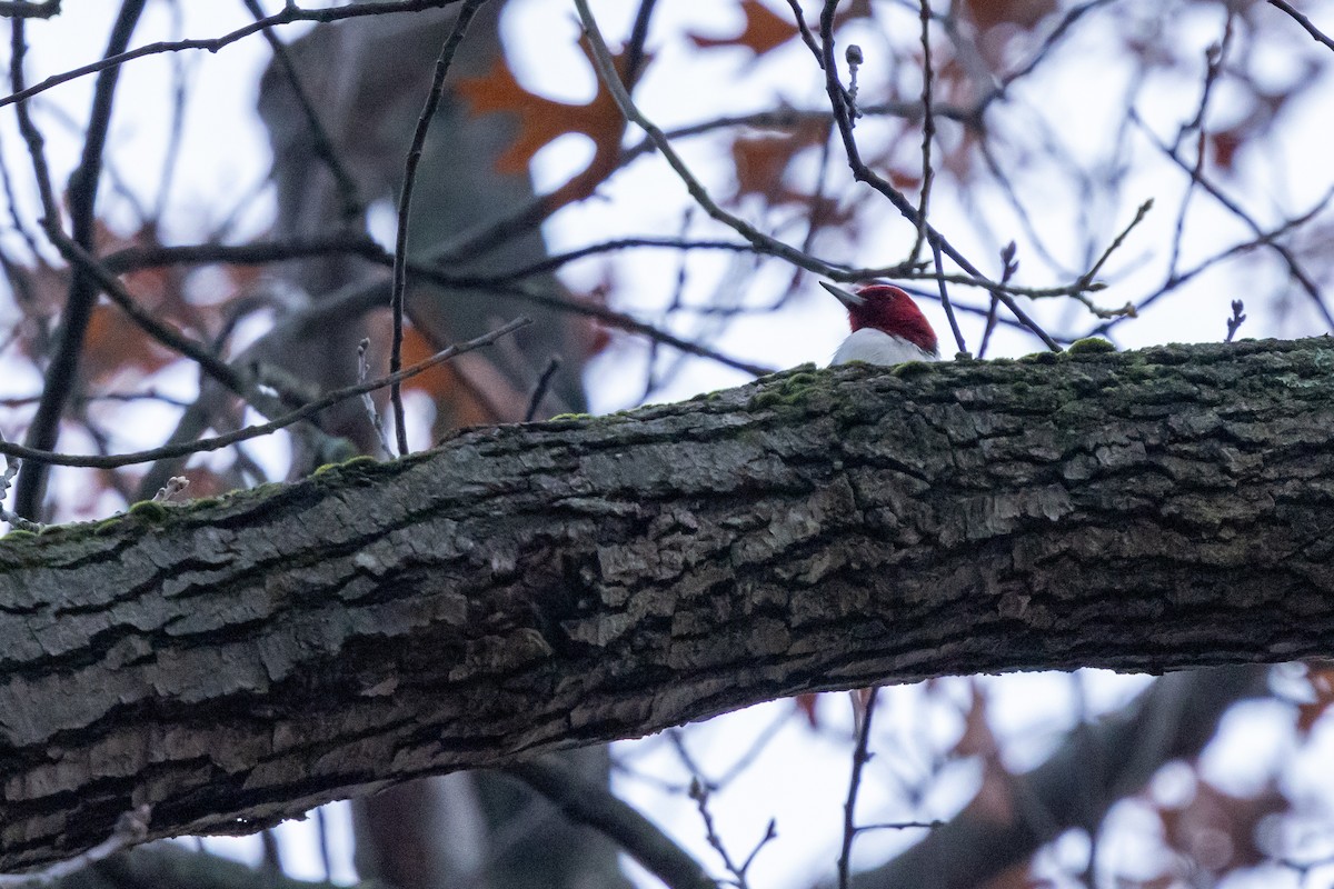 Red-headed Woodpecker - ML647137371