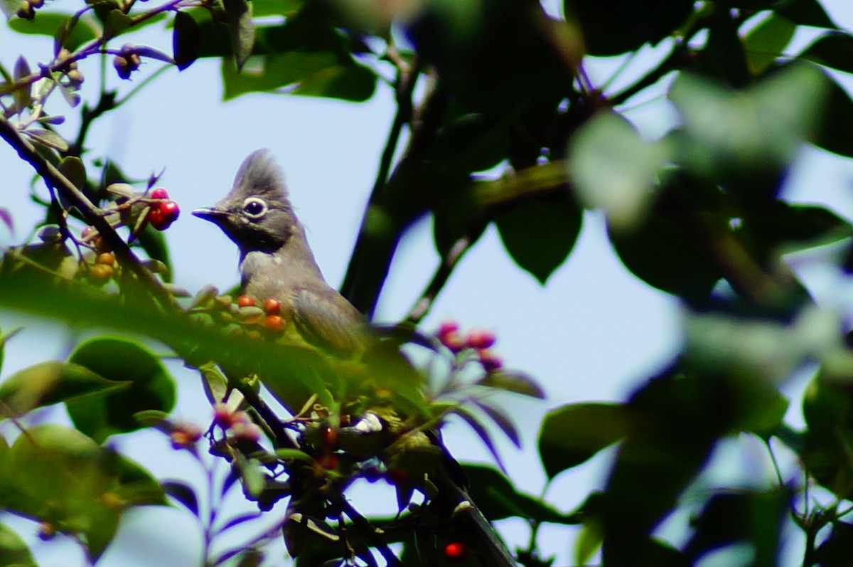 Gray Silky-flycatcher - ML647137372