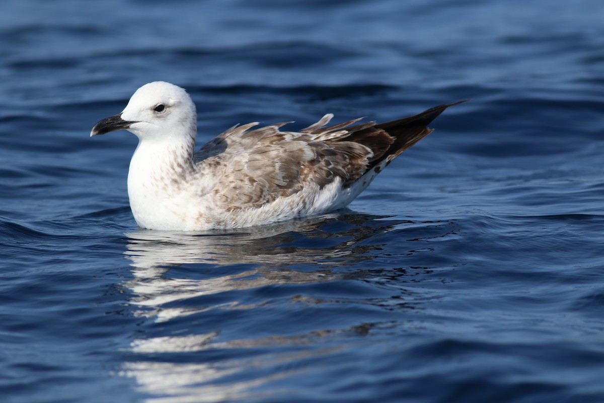 Lesser Black-backed Gull - ML647137373