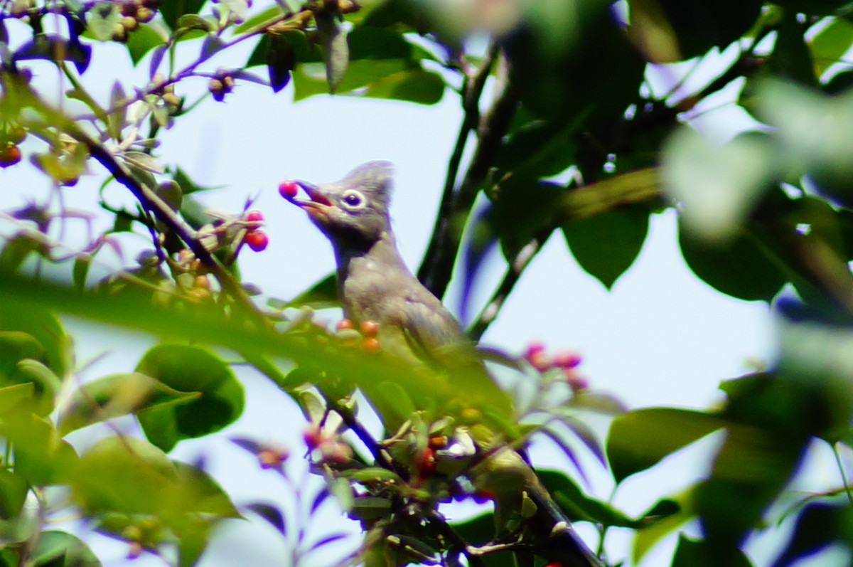 Gray Silky-flycatcher - ML647137374