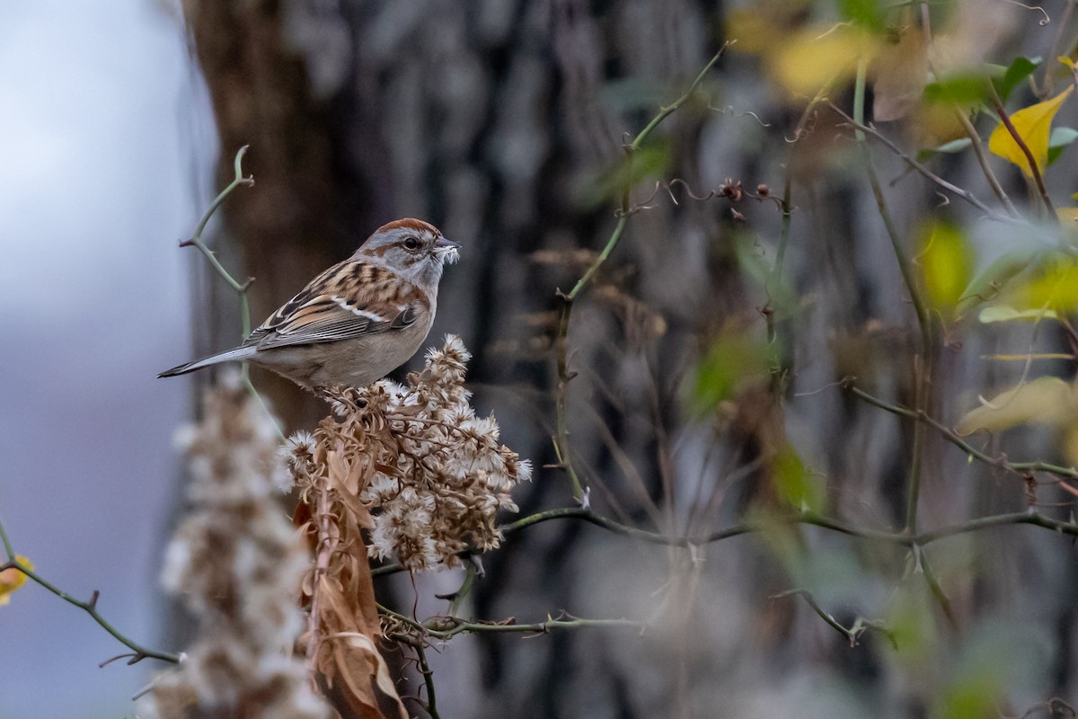 American Tree Sparrow - ML647137375