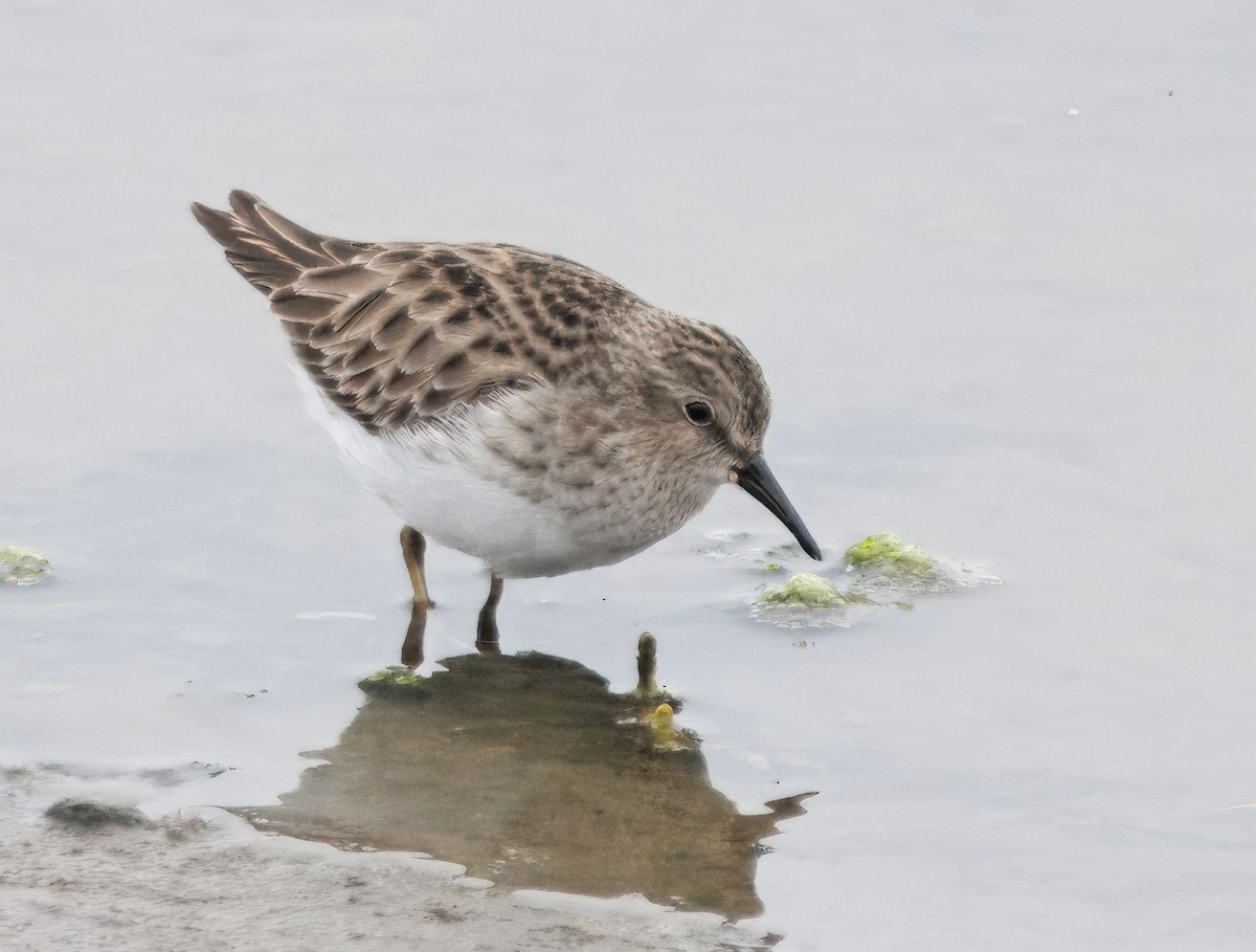 Least Sandpiper - ML647137376