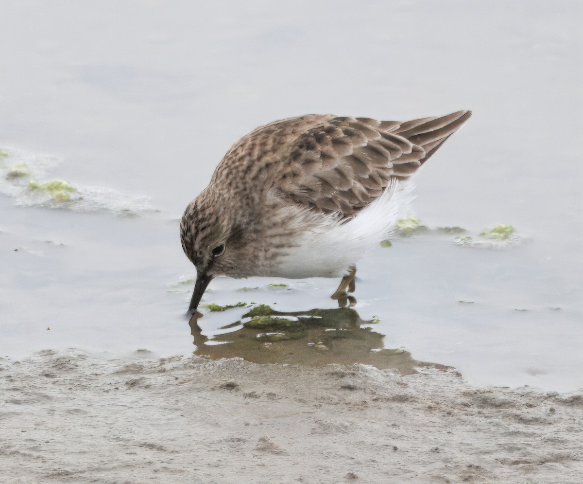 Least Sandpiper - ML647137377