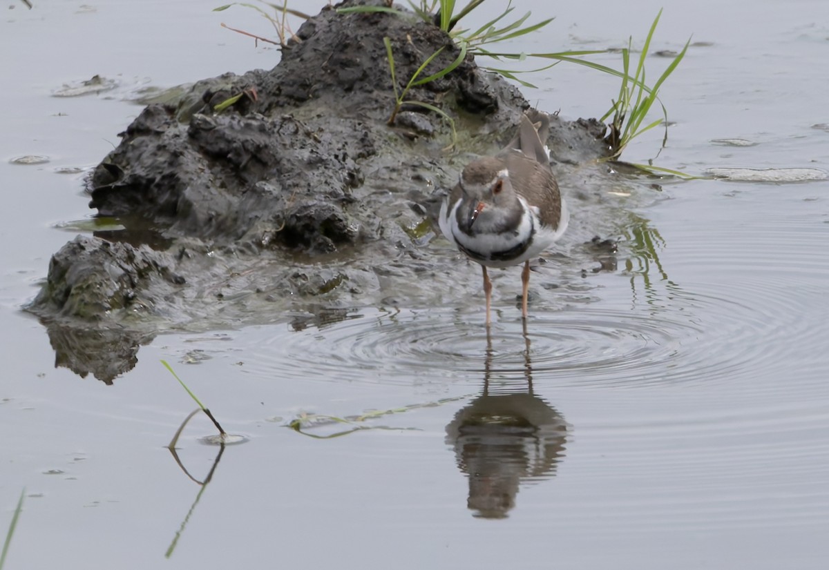 Three-banded Plover - ML647137379