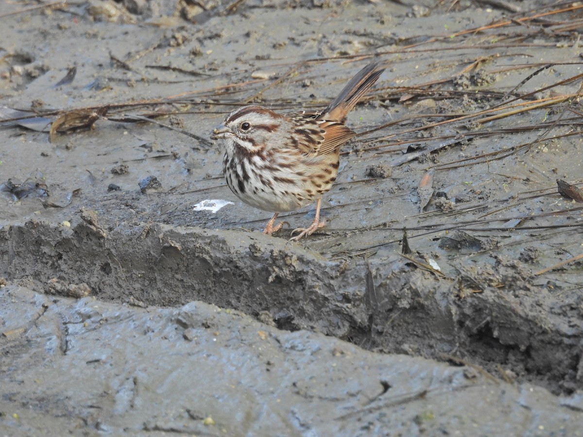 Song Sparrow - ML647137380
