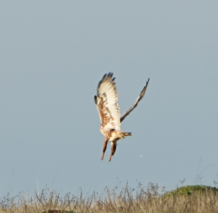 Rough-legged Hawk - ML647137381