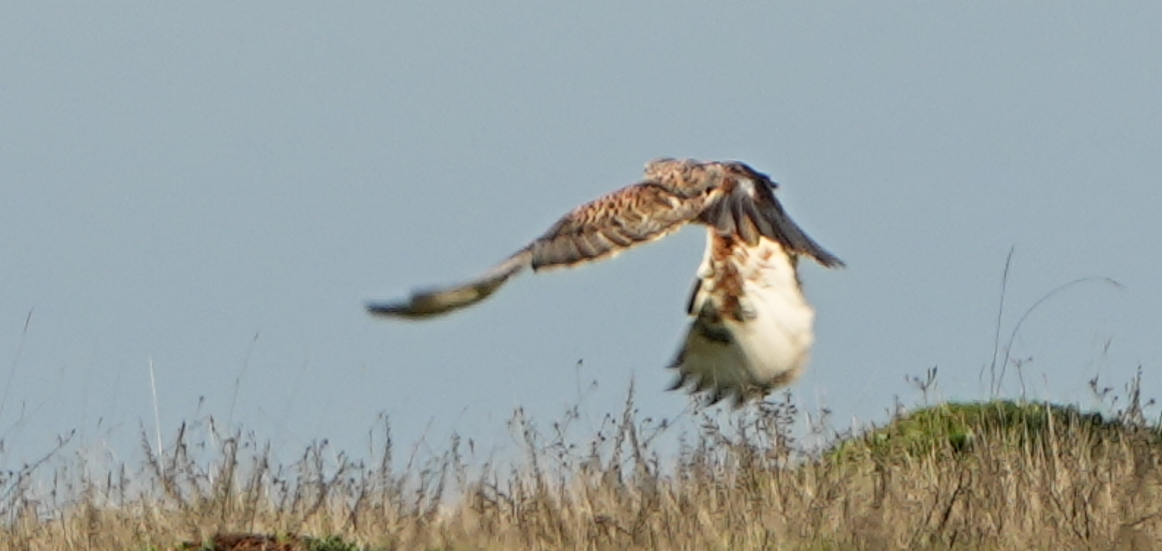 Rough-legged Hawk - ML647137382