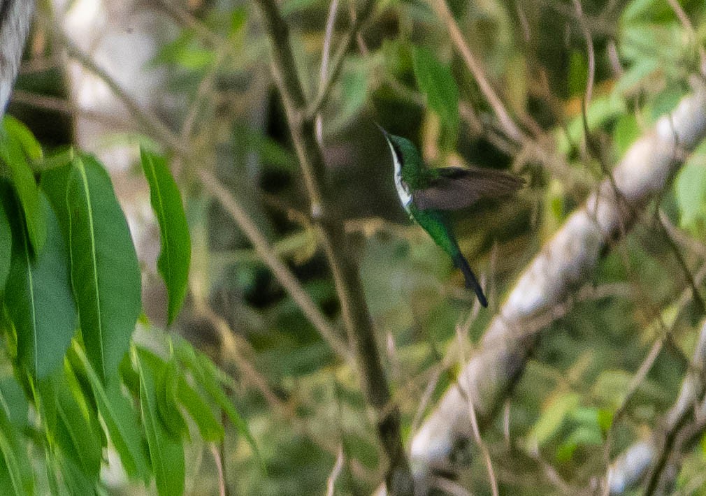 Black-eared Fairy - ML647137383