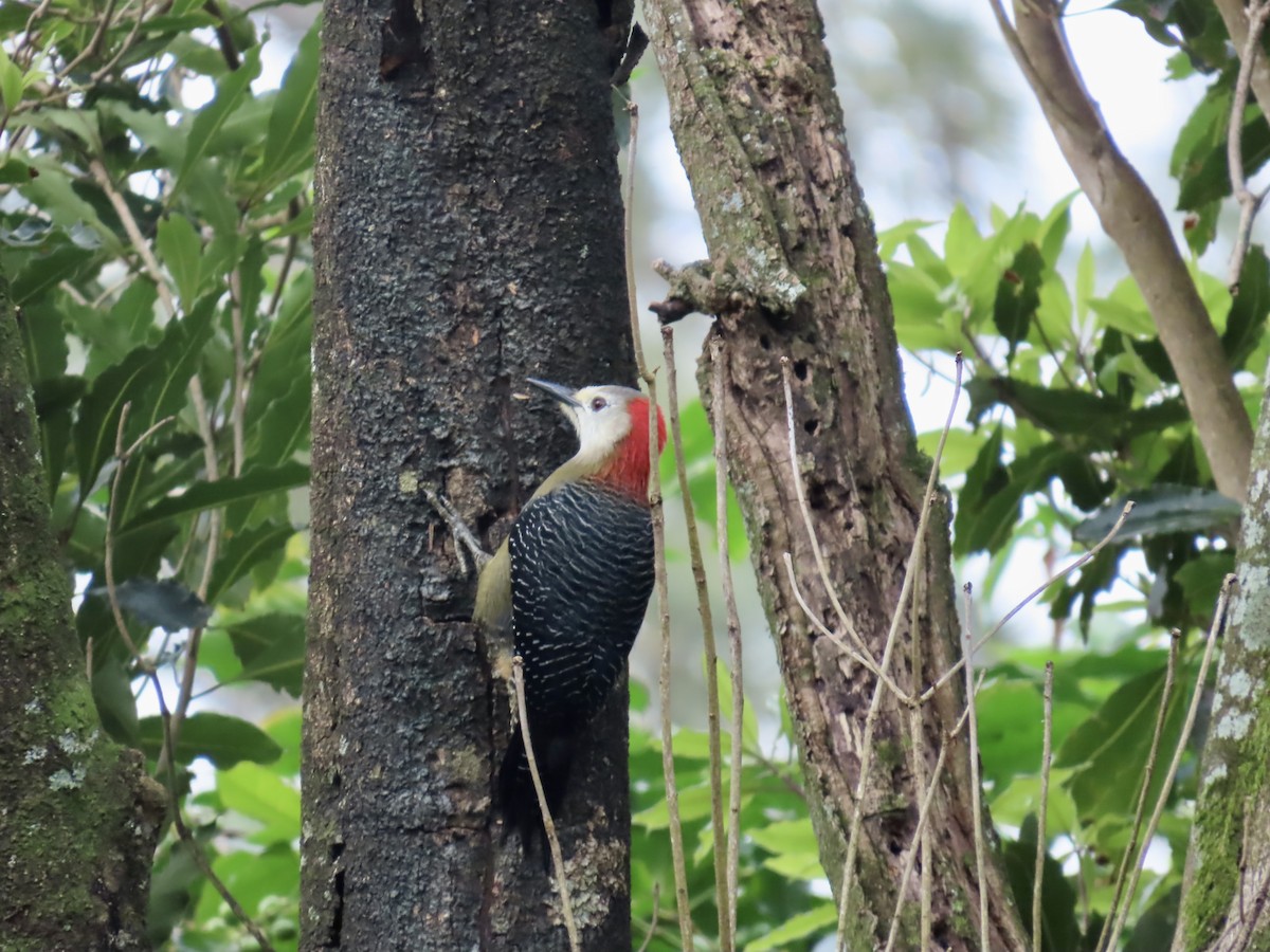 Jamaican Woodpecker - ML647137384