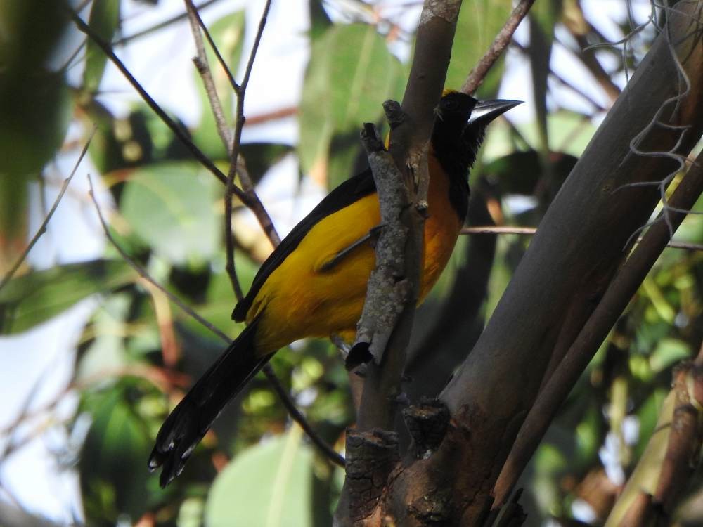 Yellow-backed Oriole - ML647137385