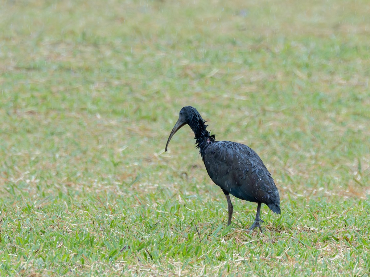 Green Ibis - ML647137387