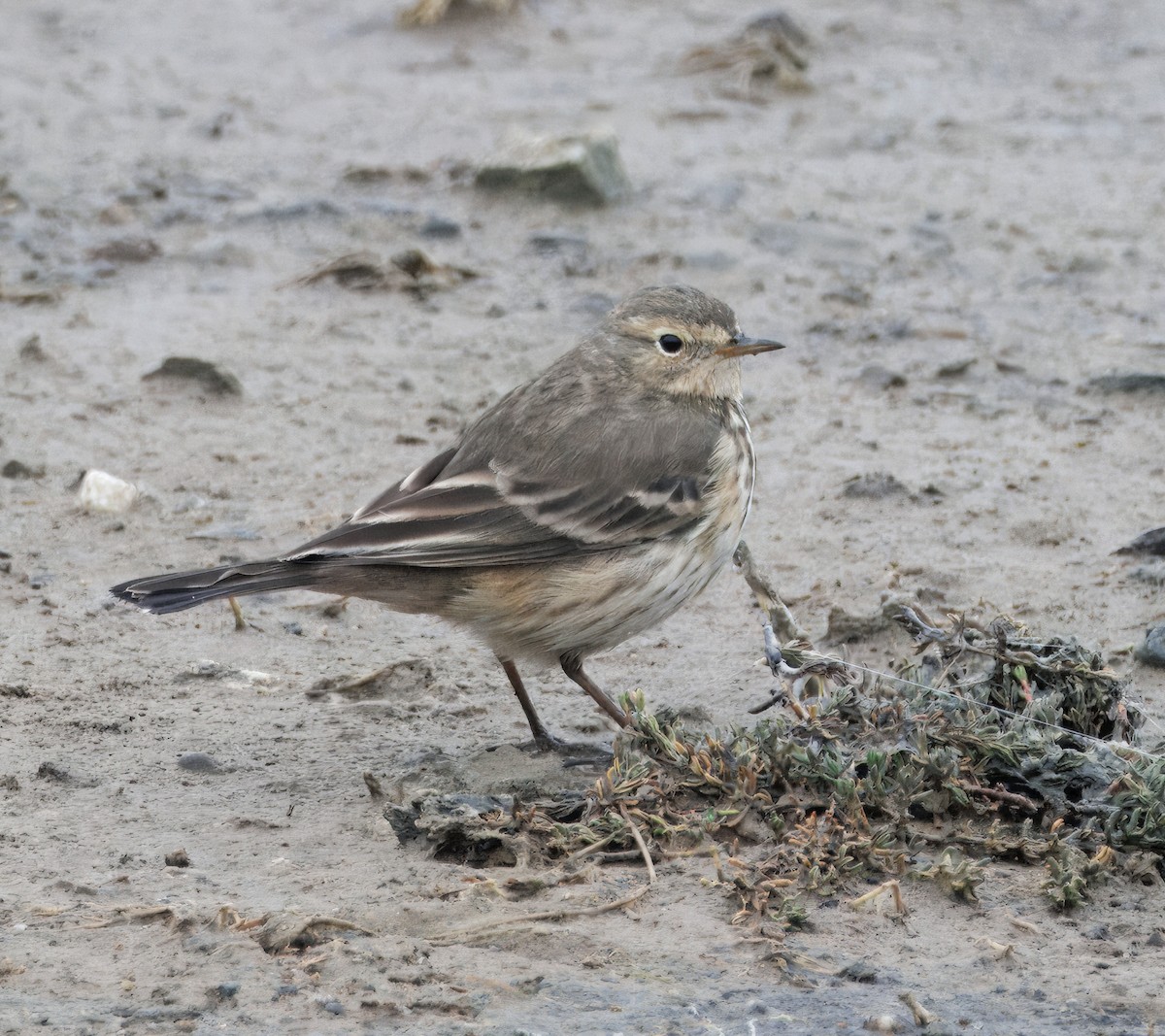American Pipit - ML647137388