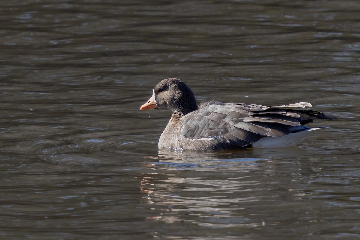 Greater White-fronted Goose (Greenland) - ML647137393