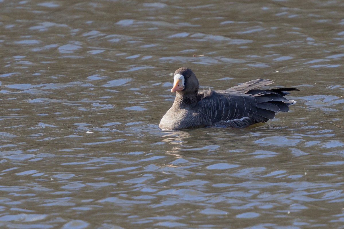 Greater White-fronted Goose (Greenland) - ML647137394