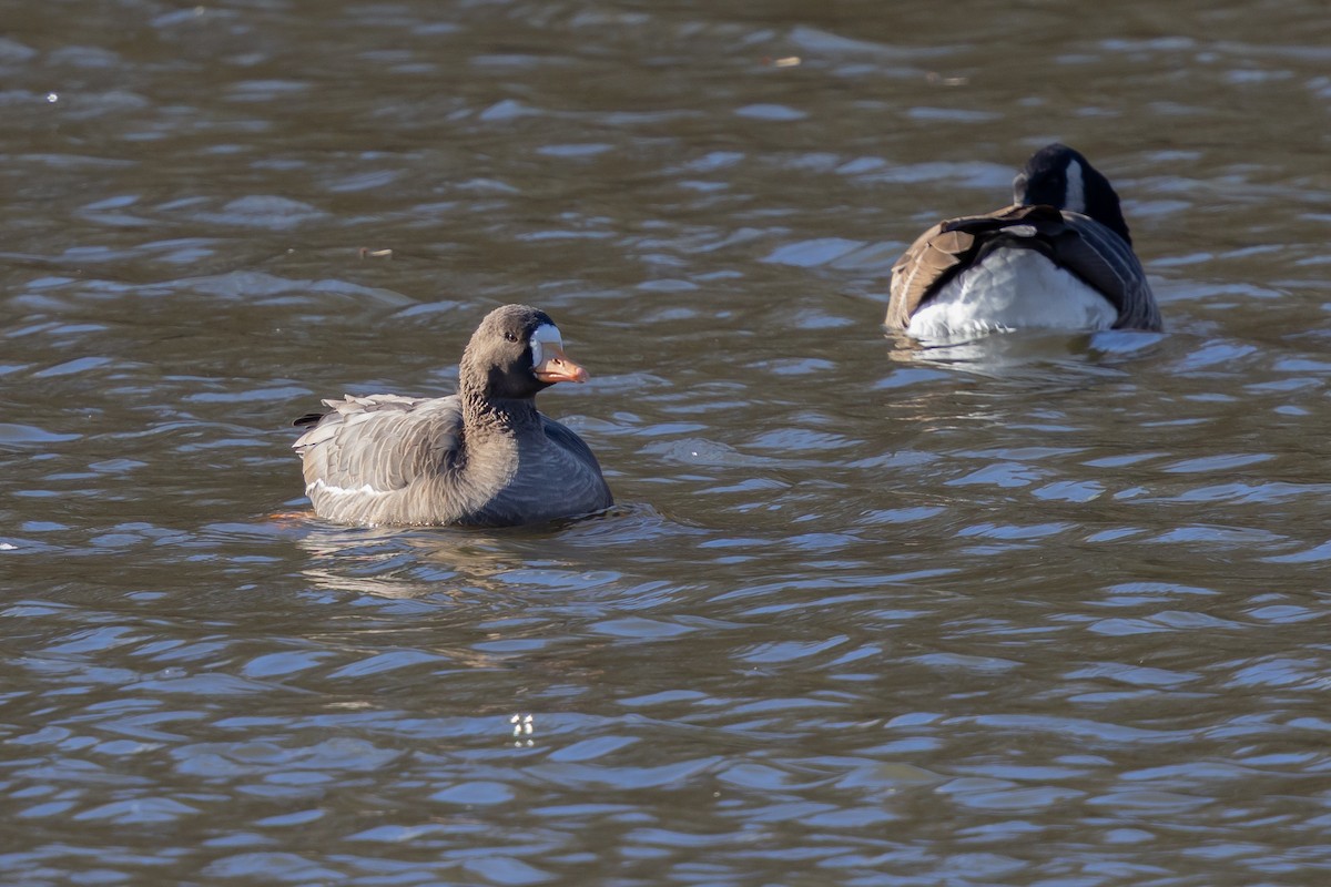 Greater White-fronted Goose (Greenland) - ML647137395