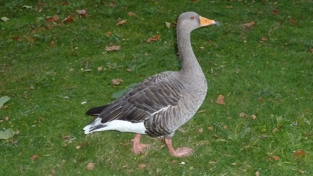 Graylag Goose - ML647137396