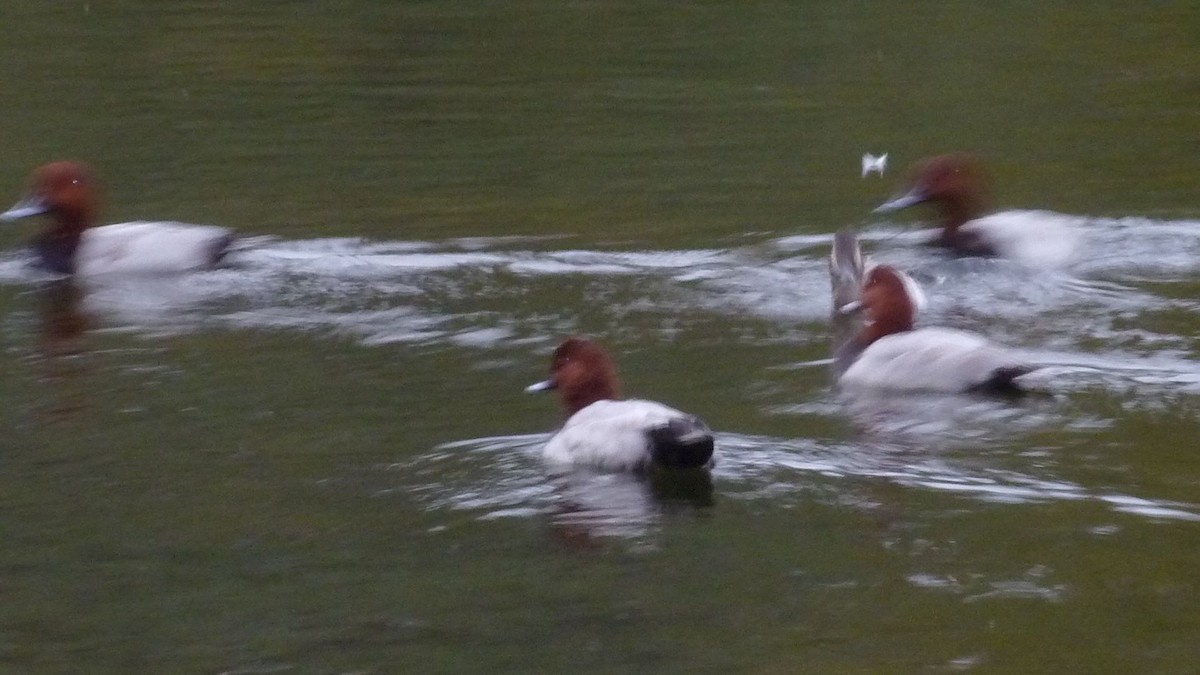 Common Pochard - ML647137397