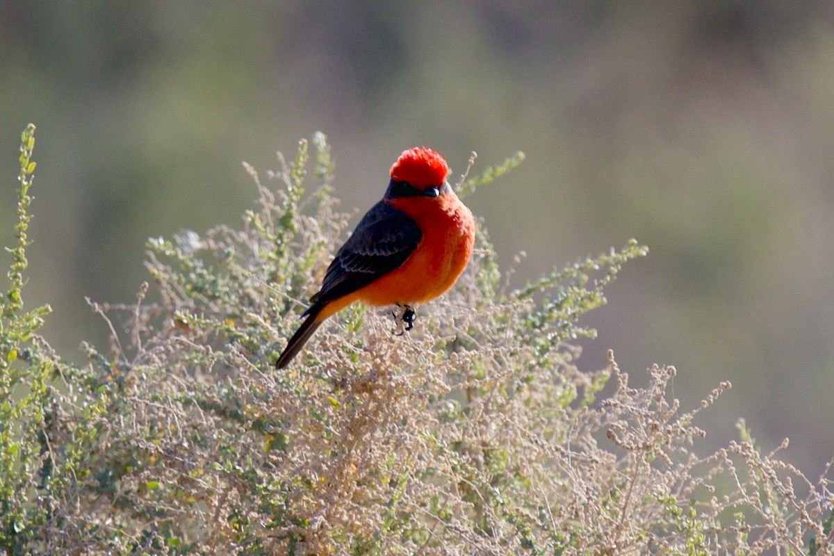 Vermilion Flycatcher - ML647137399