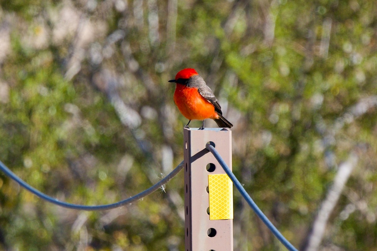 Vermilion Flycatcher - ML647137400