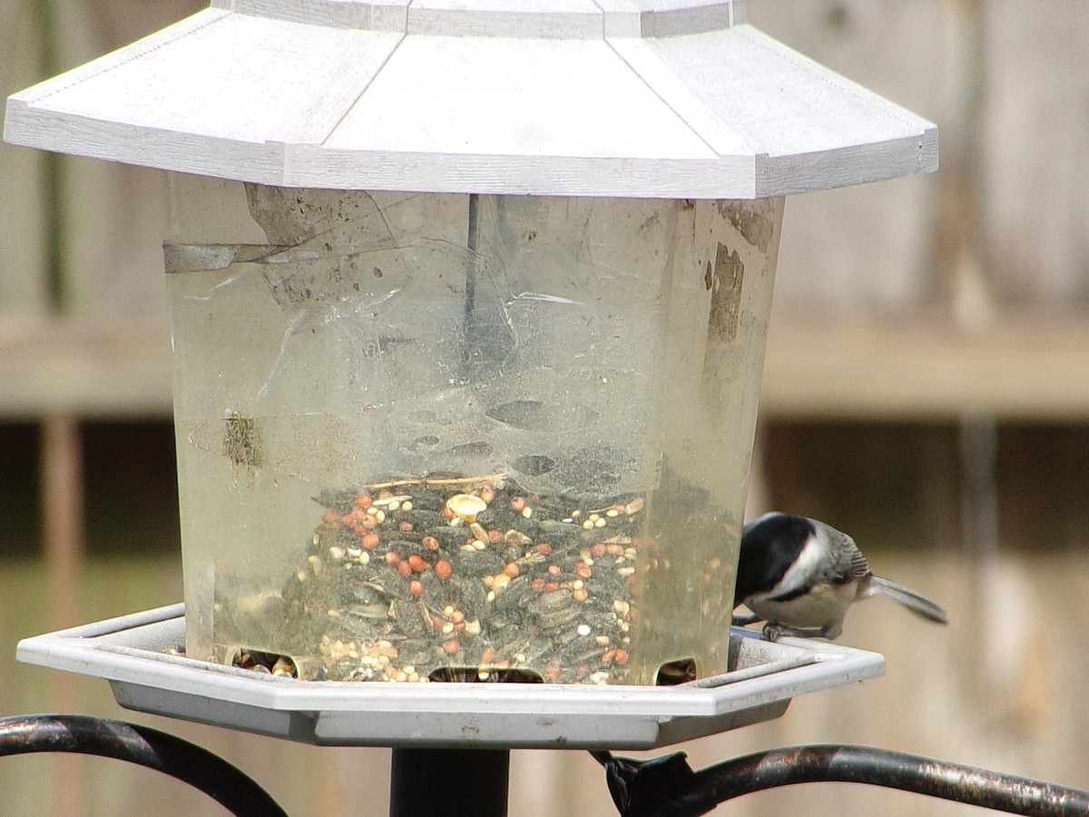 Carolina Chickadee - ML647137401