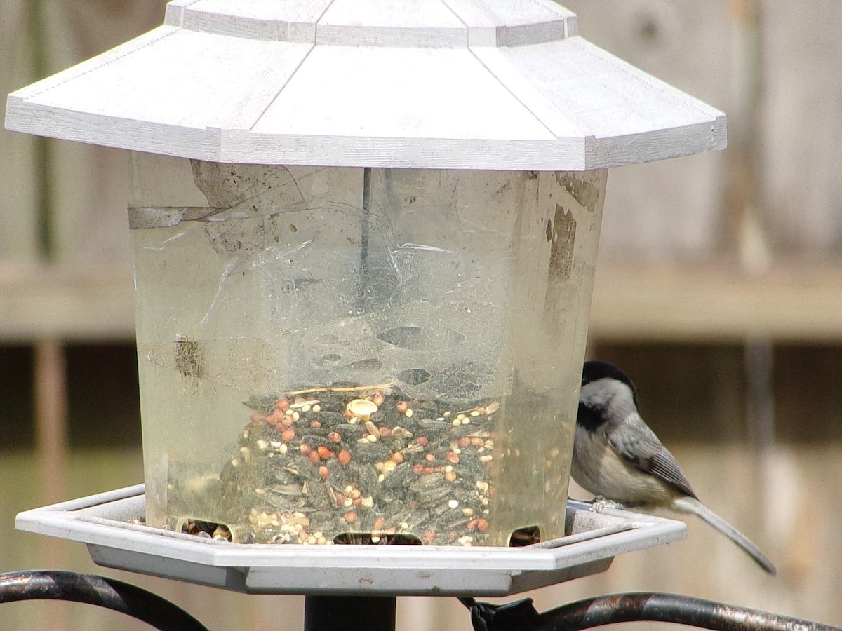 Carolina Chickadee - ML647137402