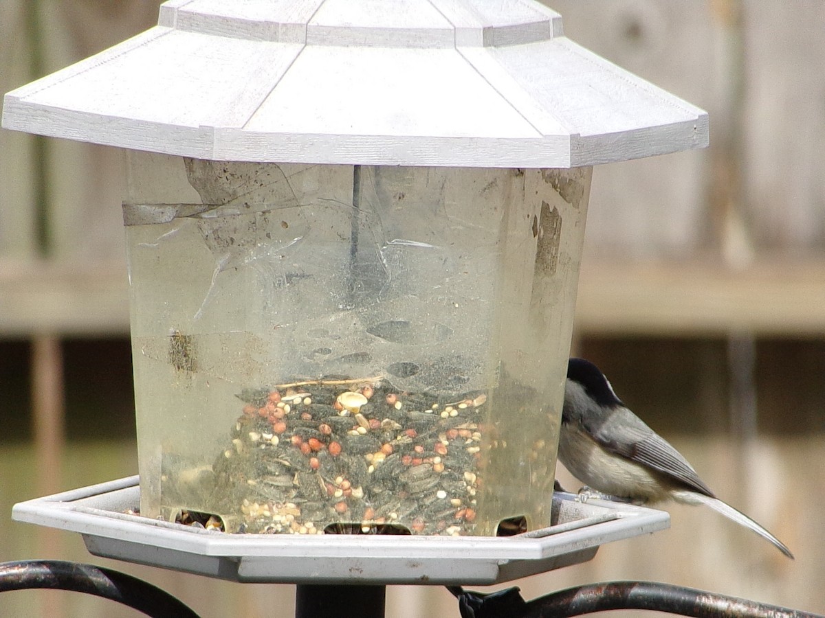 Carolina Chickadee - ML647137403