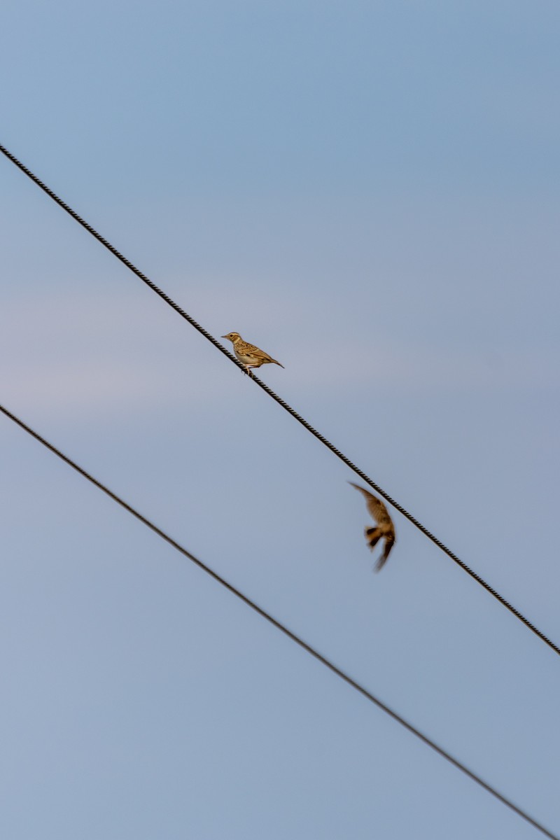 Wood Lark - ML647137404