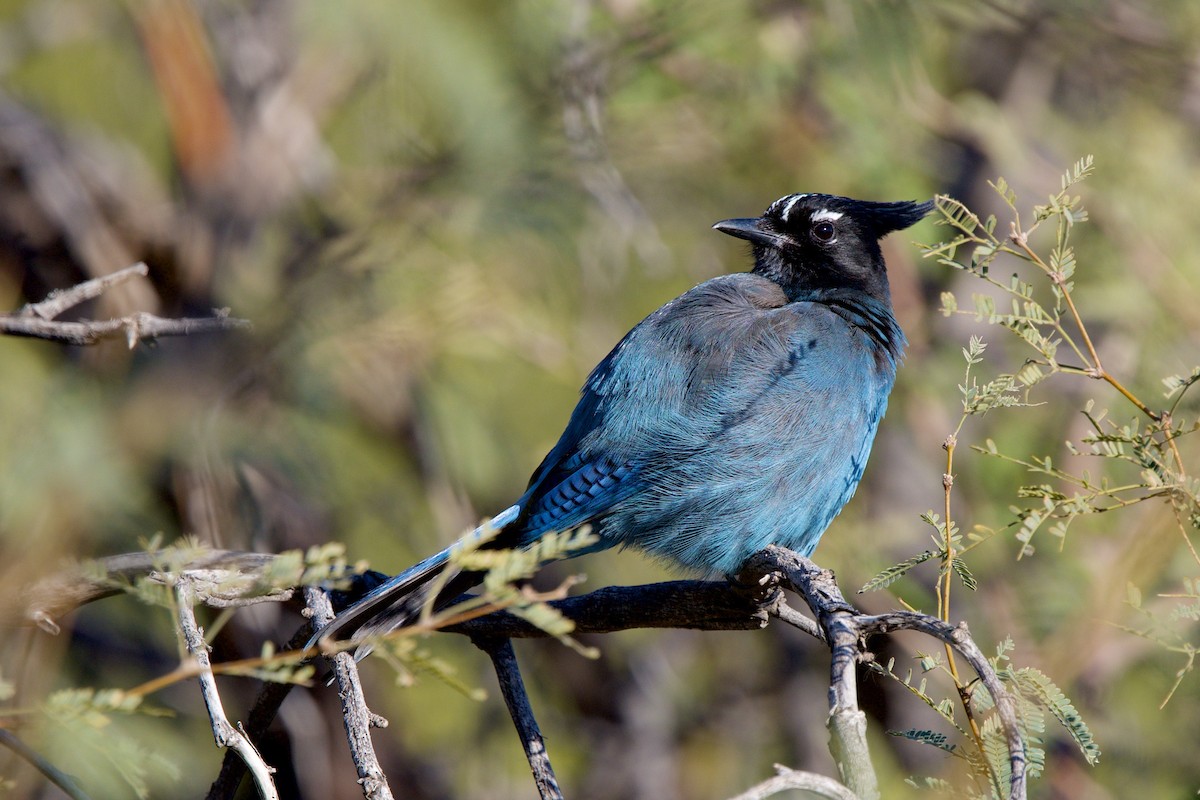 Steller's Jay - ML647137420