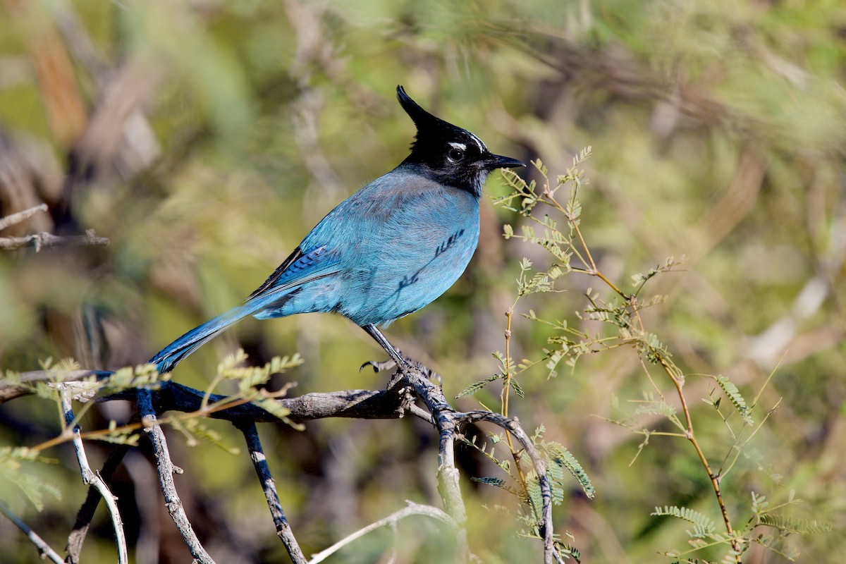 Steller's Jay - ML647137421