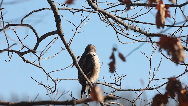 Red-shouldered Hawk (lineatus Group) - ML647137432