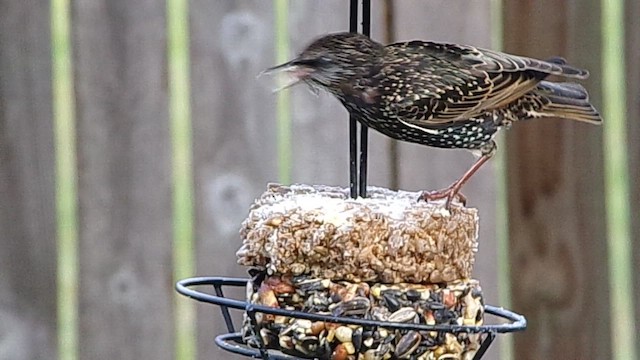 European Starling - ML647137433