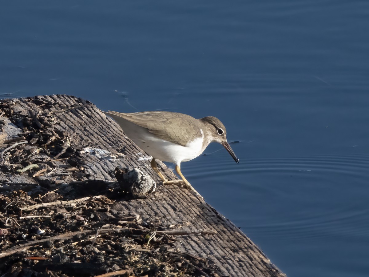 Spotted Sandpiper - ML647137436