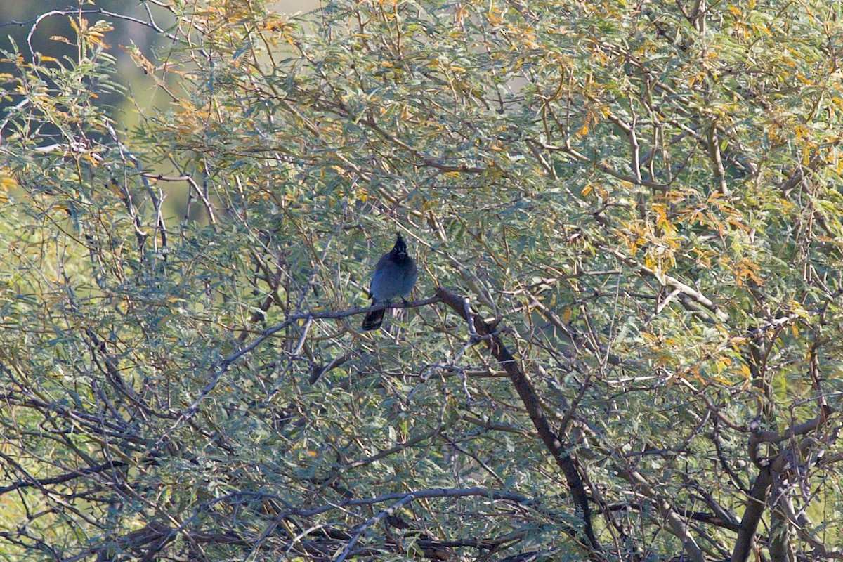 Steller's Jay - ML647137438