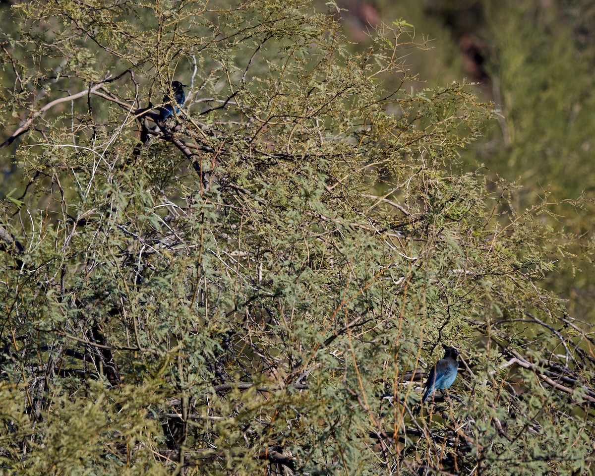 Steller's Jay - ML647137439