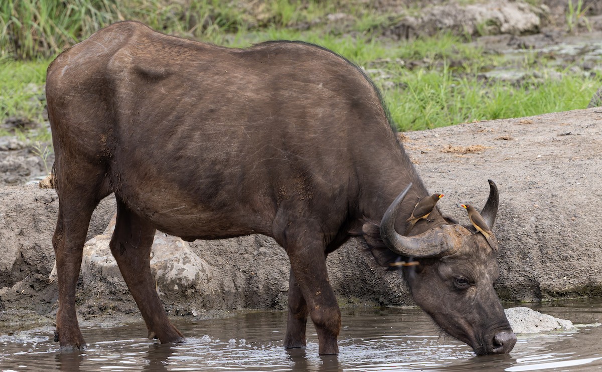 Sarı Gagalı Kenekuşu - ML647137442