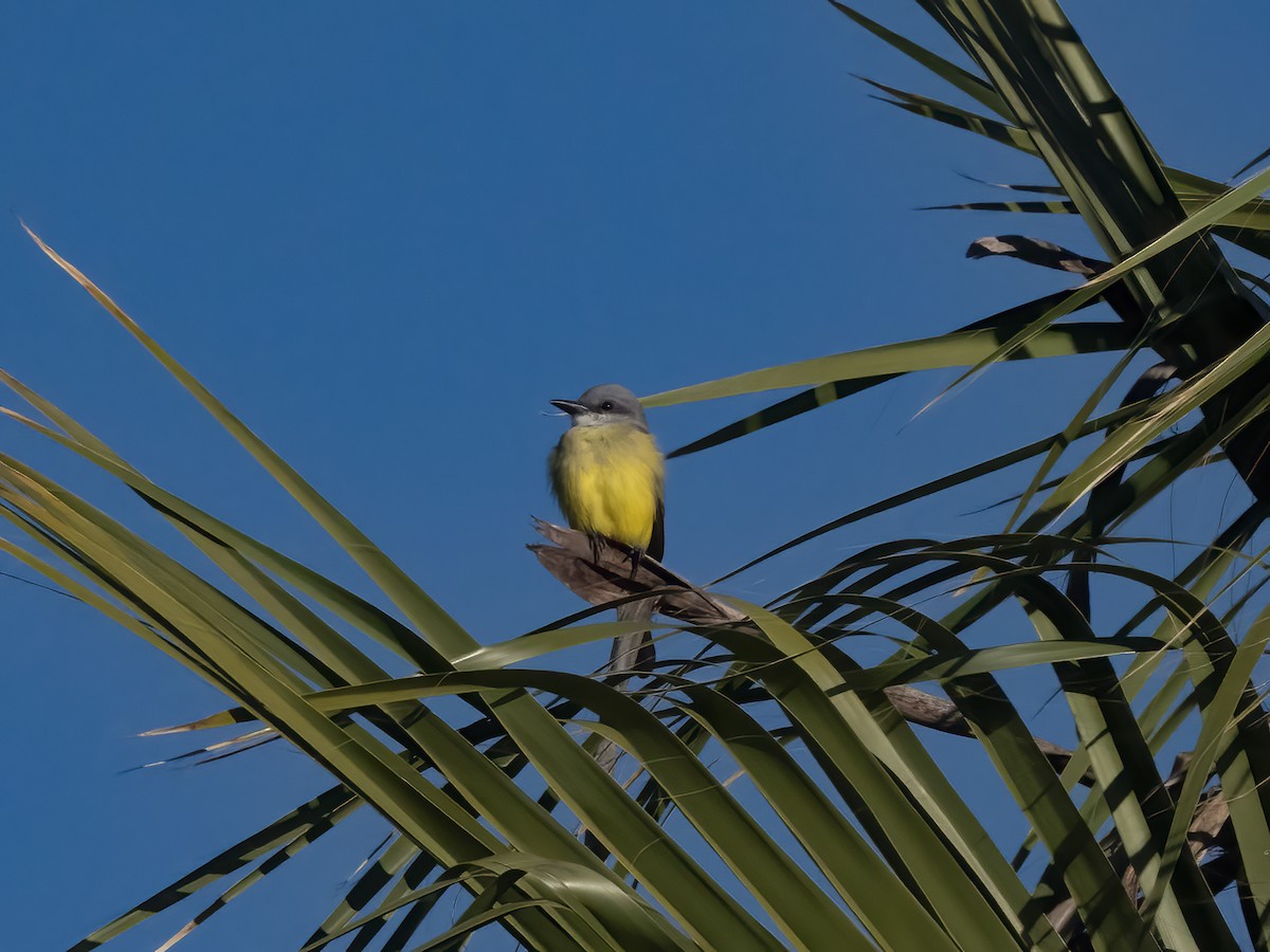 Tropical Kingbird - ML647137443