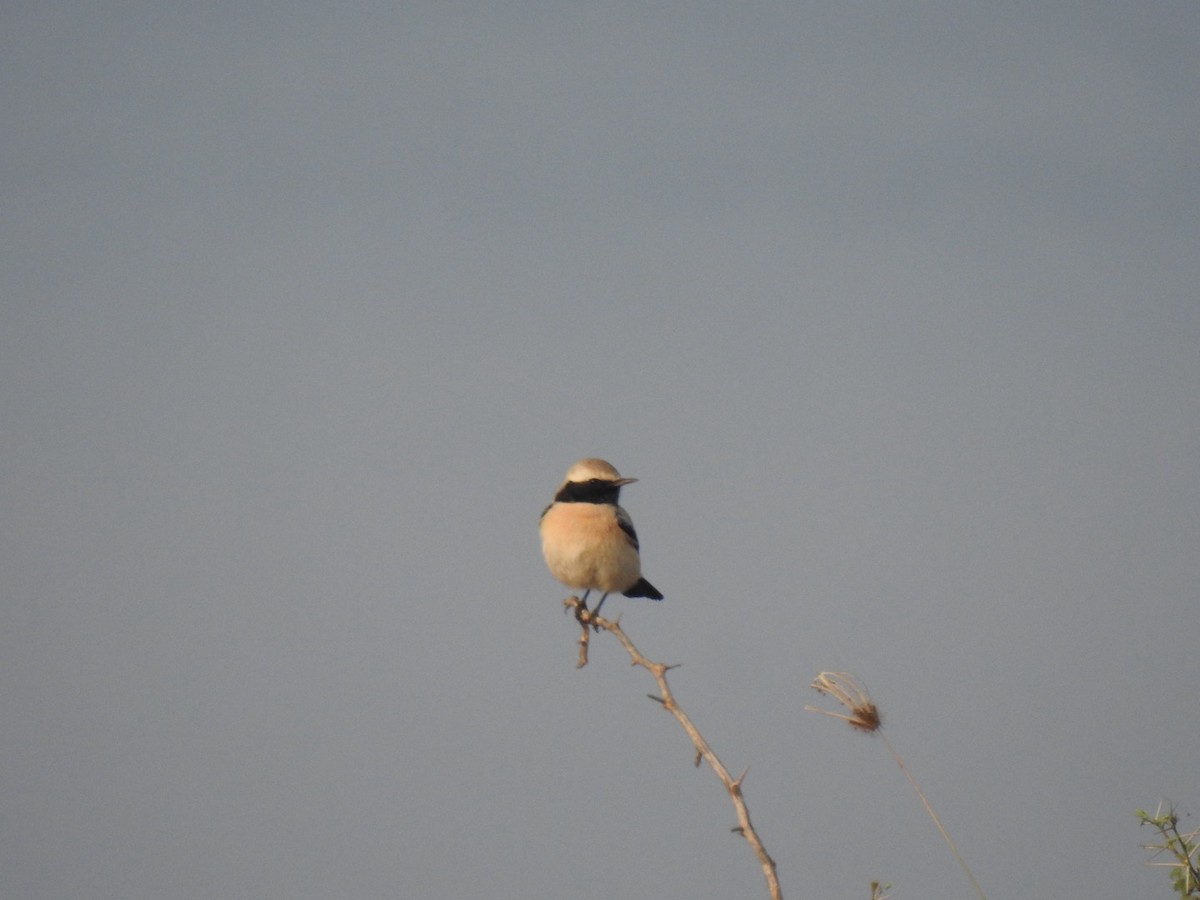 Desert Wheatear - ML647137446