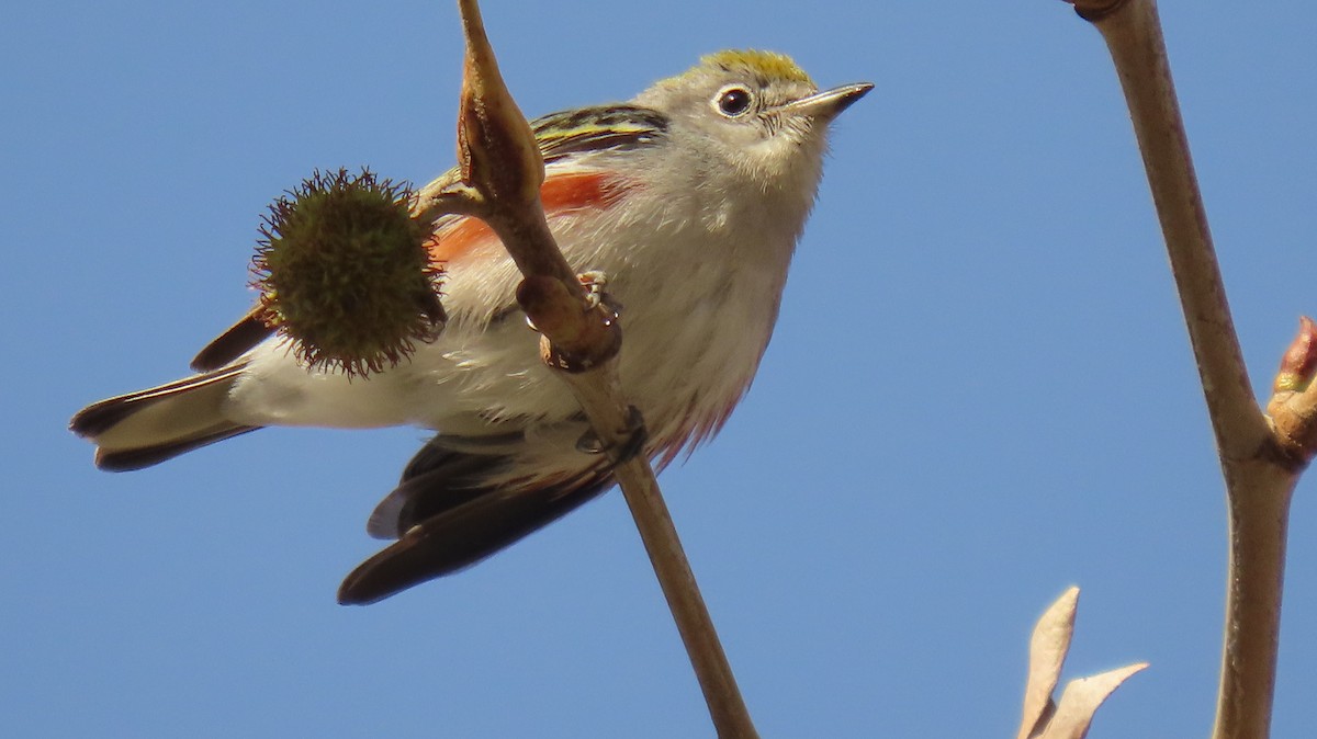 Chestnut-sided Warbler - ML647137453
